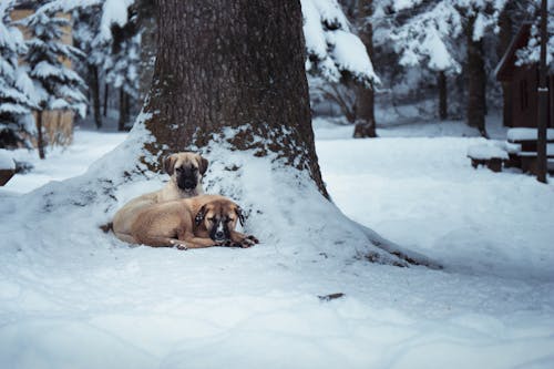 Imagine de stoc gratuită din arbore, câini ciobănesc kangal, canin