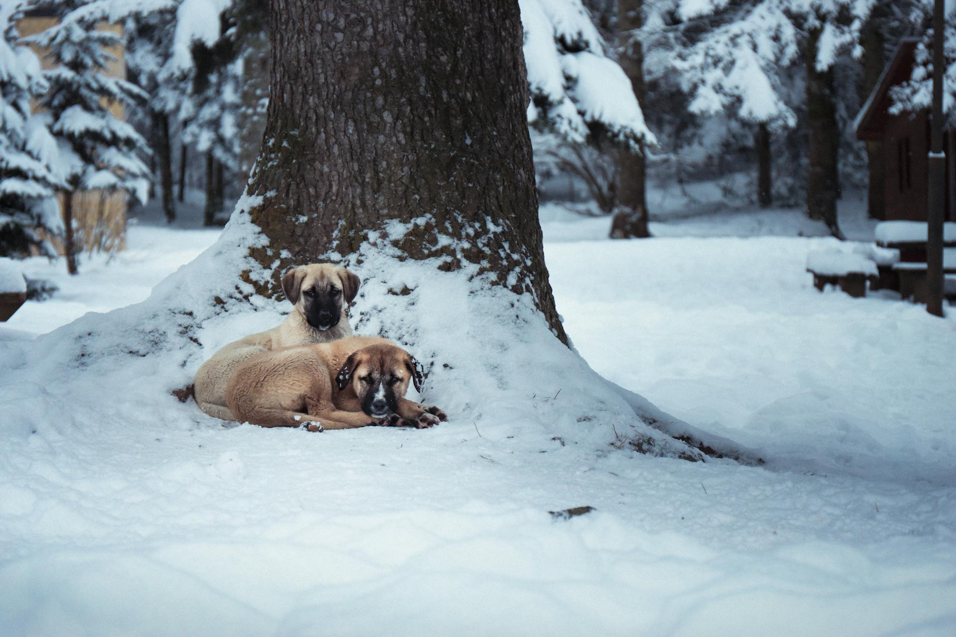 Kangal Shepherd Dogs Lying in Snow by Tree in Park