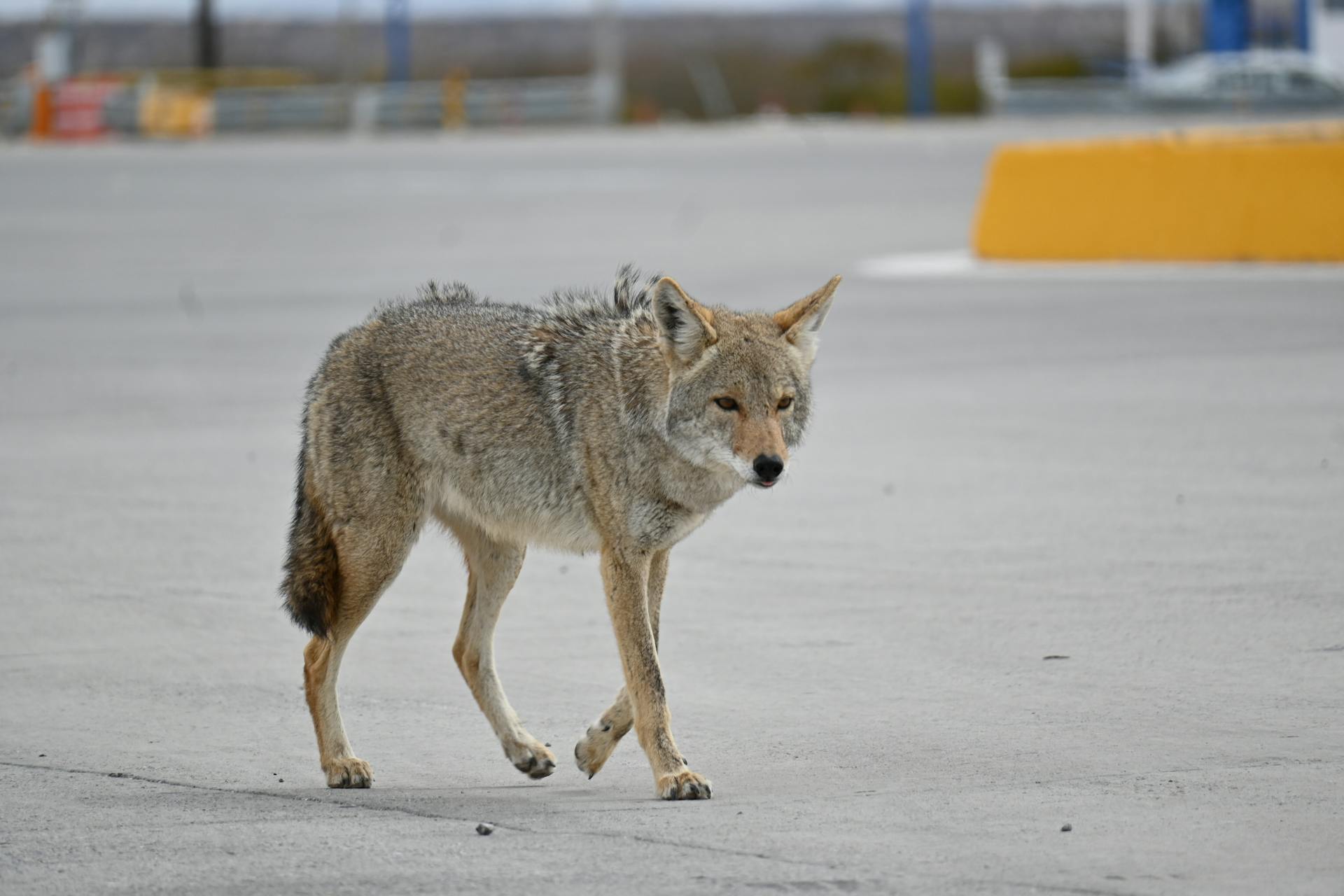 Coyote on Parking Lot