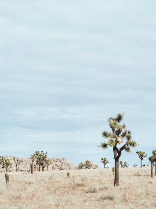 Gratis lagerfoto af joshua træer, joshua tree national park, lodret skud