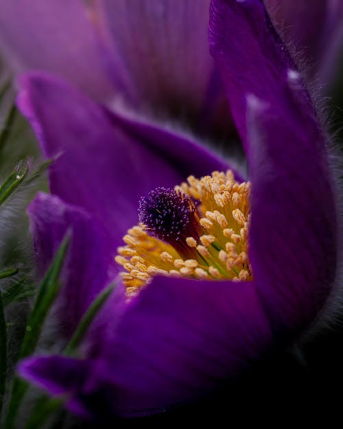 A close up of a purple flower with yellow center