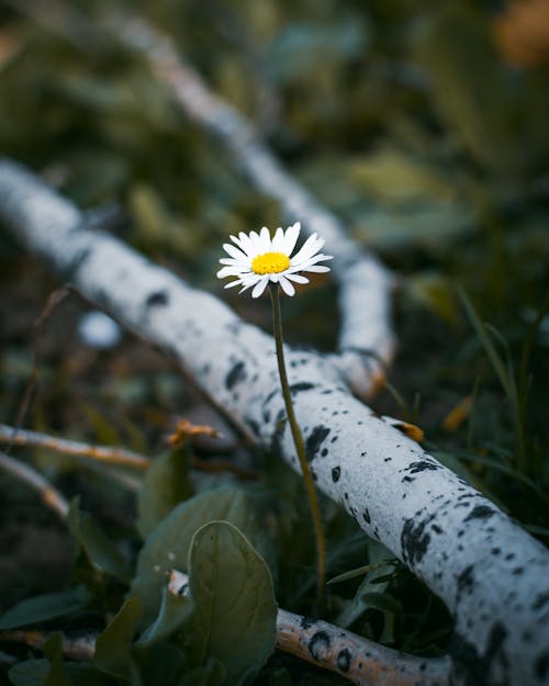 Foto stok gratis berbunga, bunga, bunga aster