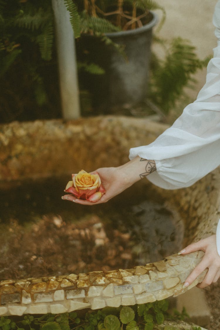 Woman Hand Holding Rose Over Water