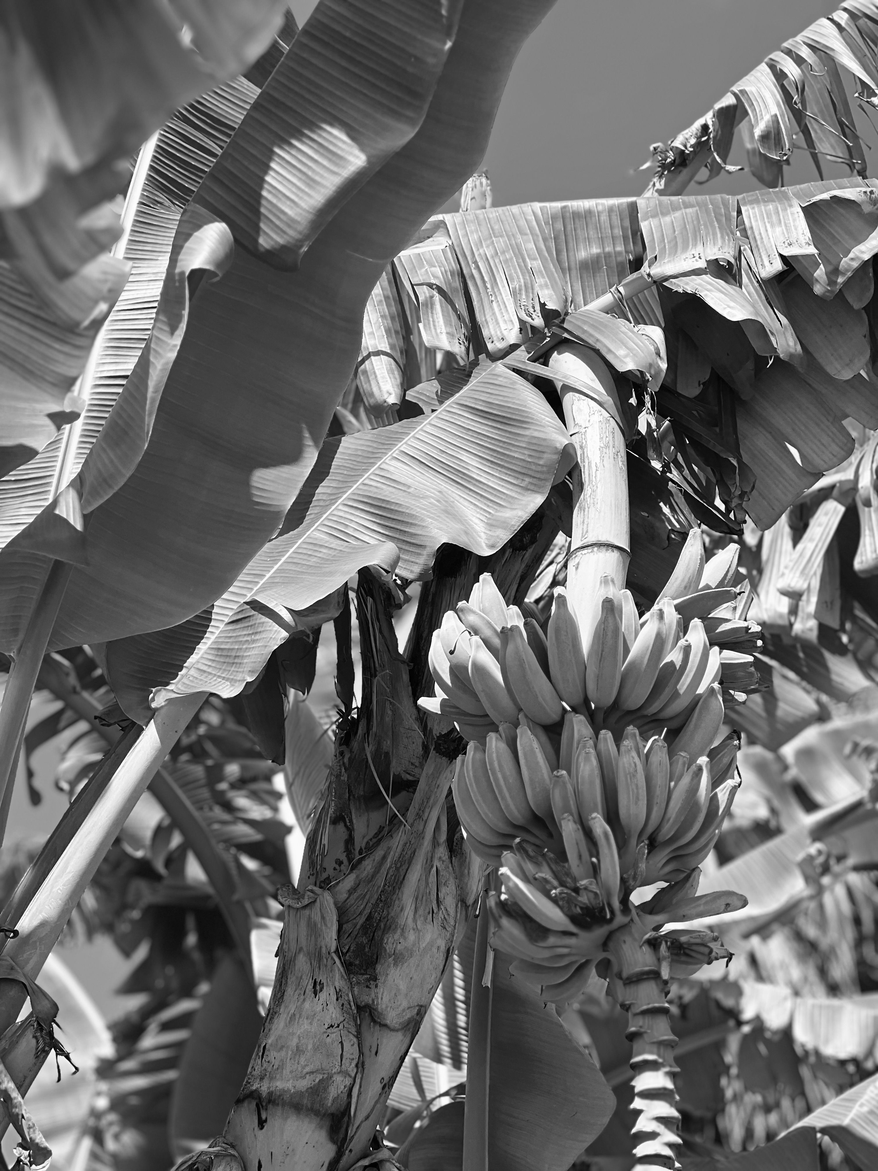 Black and white photo of banana plant with lush foliage in Bal Harbour, FL.
