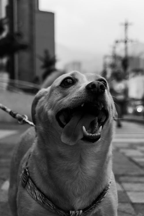 Black and White Photo of a Funny Dog on a Leash