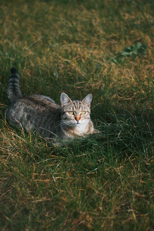 Kostenloses Stock Foto zu gras, haustier, katze