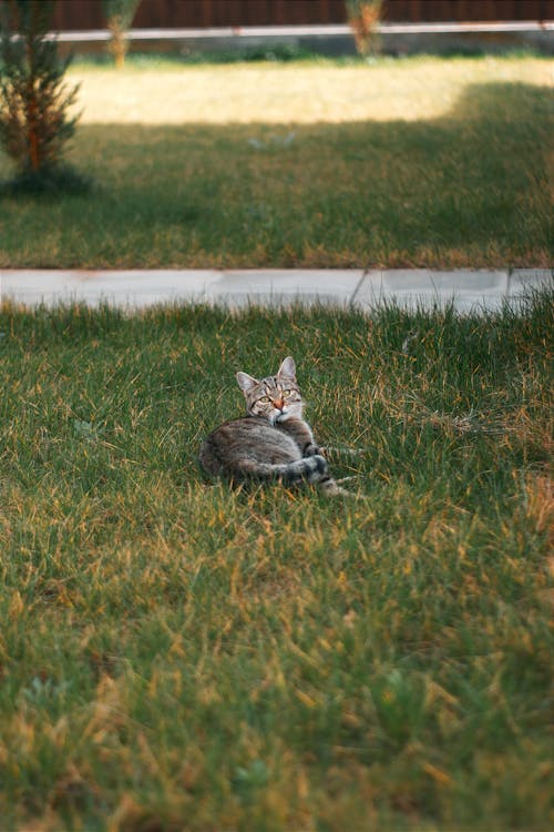 A cat laying in the grass