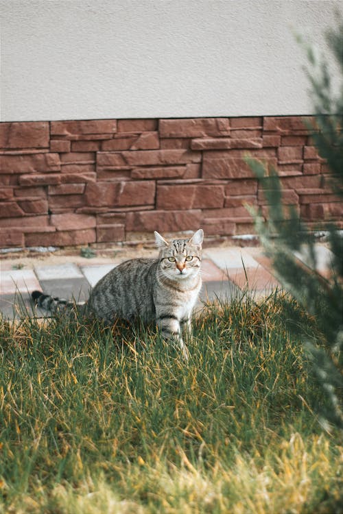 A cat walking through the grass in front of a brick wall
