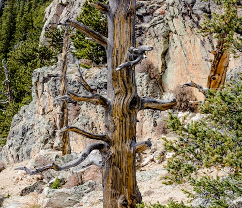 ağaç, çıplak, doğa içeren Ücretsiz stok fotoğraf