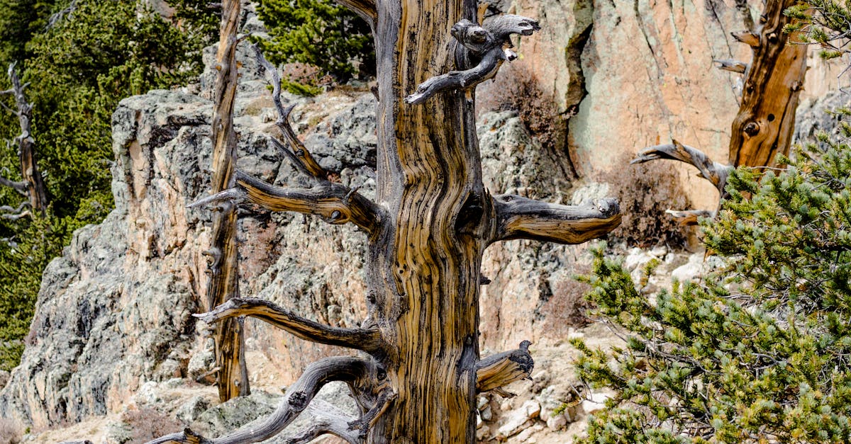 Withered Tree near Rocks · Free Stock Photo