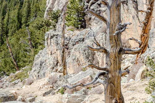 Fotos de stock gratuitas de árbol, árbol muerto, arboles