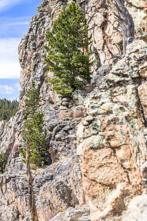 Fotos de stock gratuitas de acantilado, arboles, Colorado