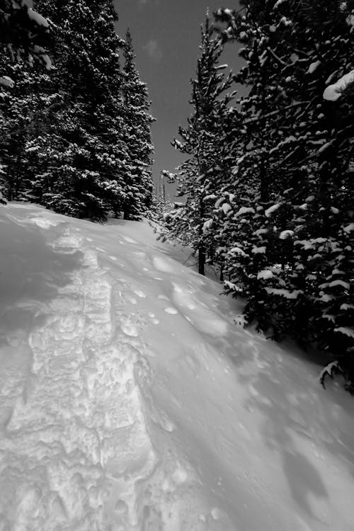 Fotos de stock gratuitas de arboles, arboles blancos y negros, blanco y negro