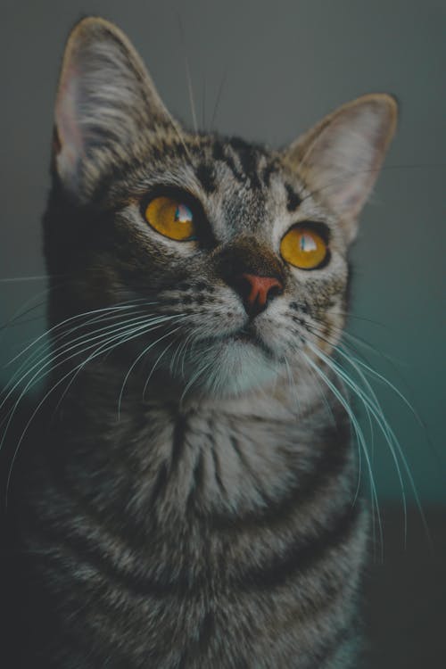 A cat with yellow eyes looking up at the camera