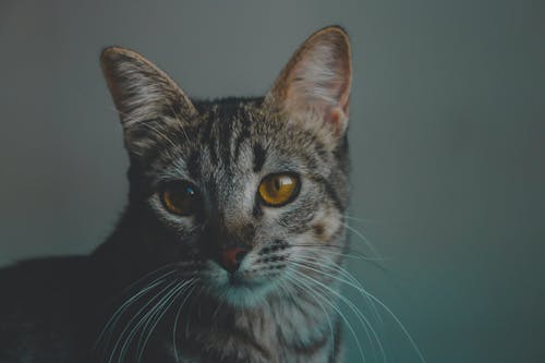 A close up of a cat with yellow eyes