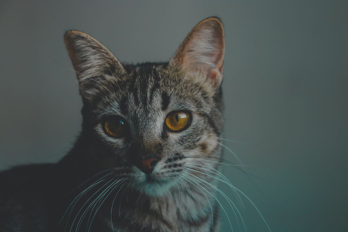 Close Up Photo of a Tabby Cat · Free Stock Photo