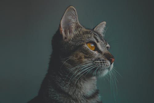 A cat looking up with yellow eyes