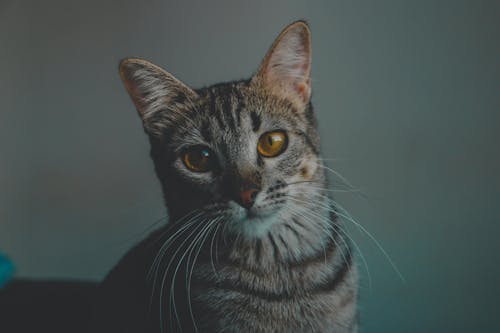 A cat with yellow eyes looking at the camera