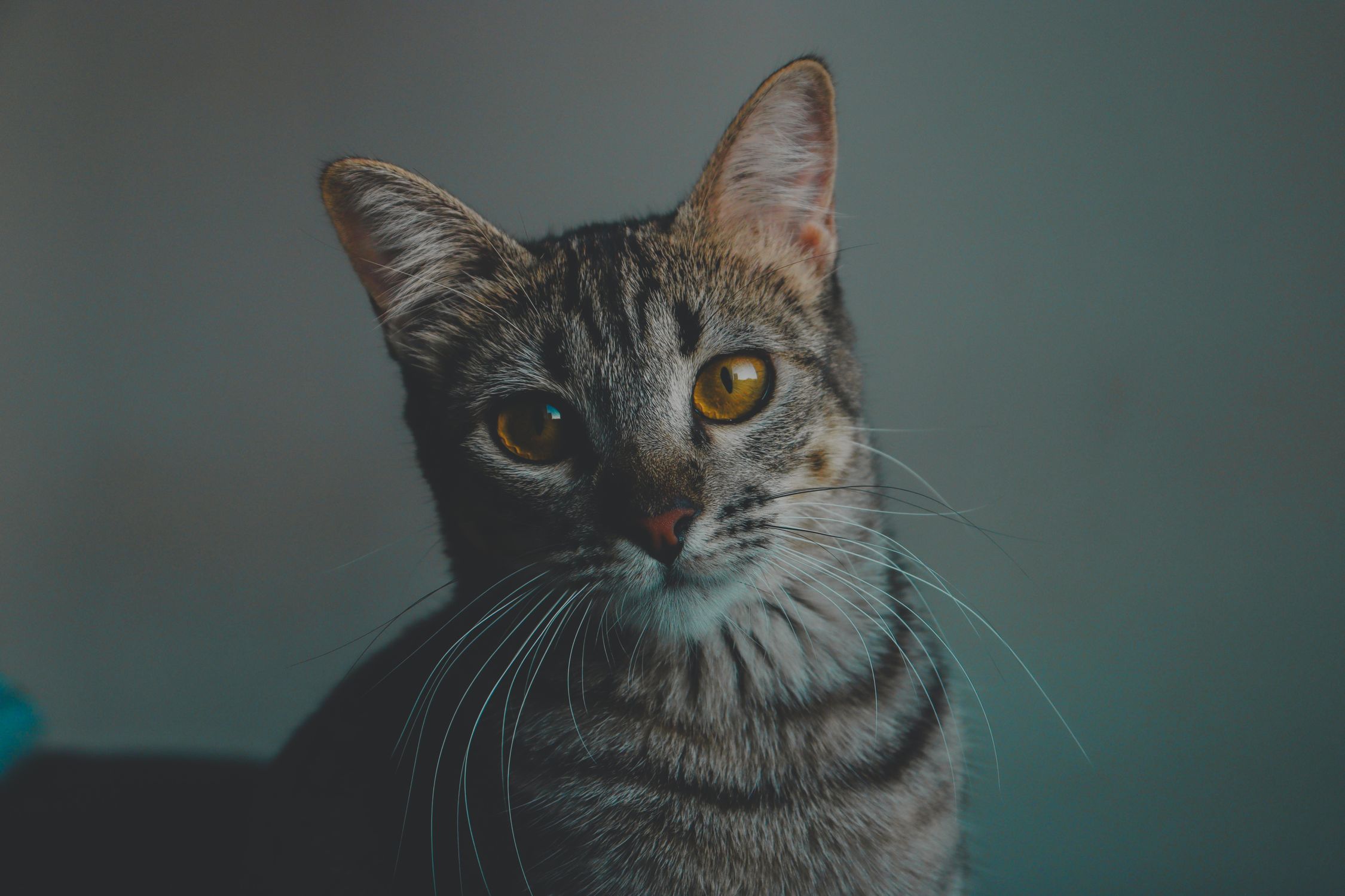 A Cat with Yellow Eyes on a Grey Background · Free Stock Photo