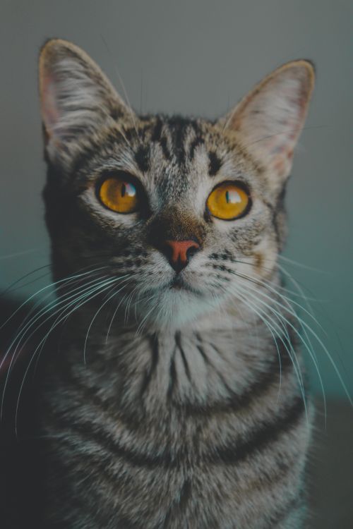 Free A captivating close-up portrait of a tabby cat with striking yellow eyes, perfect for pet lovers. Stock Photo