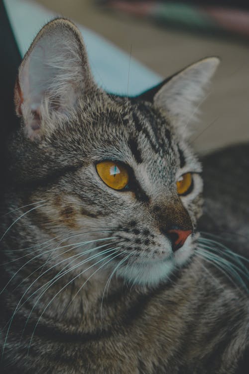 A cat with yellow eyes is looking at the camera