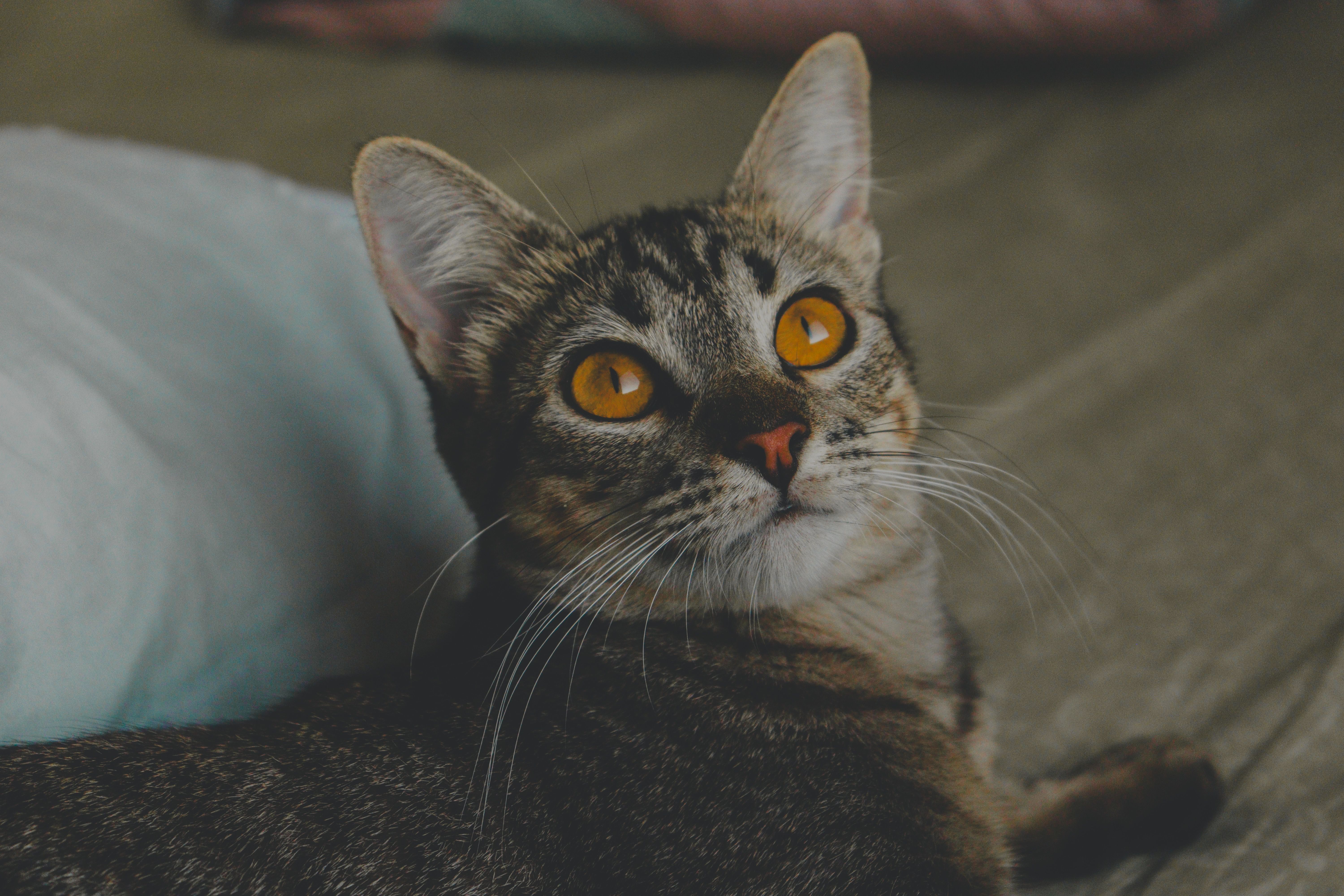 A cat undergoing diagnostic blood testing at a veterinary clinic