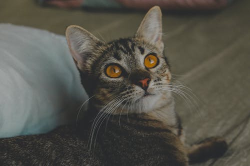 Бесплатное стоковое фото с выборочный фокус, желтые глаза, котенок