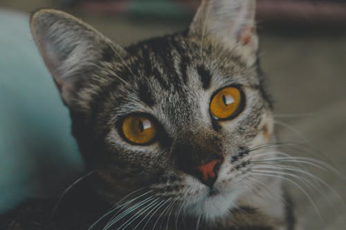 A close up of a cat with yellow eyes