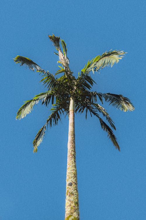 Foto d'estoc gratuïta de cel blau, fons de pantalla per al mòbil, foto amb angle baix