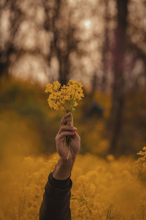 A person holding a yellow flower in their hand