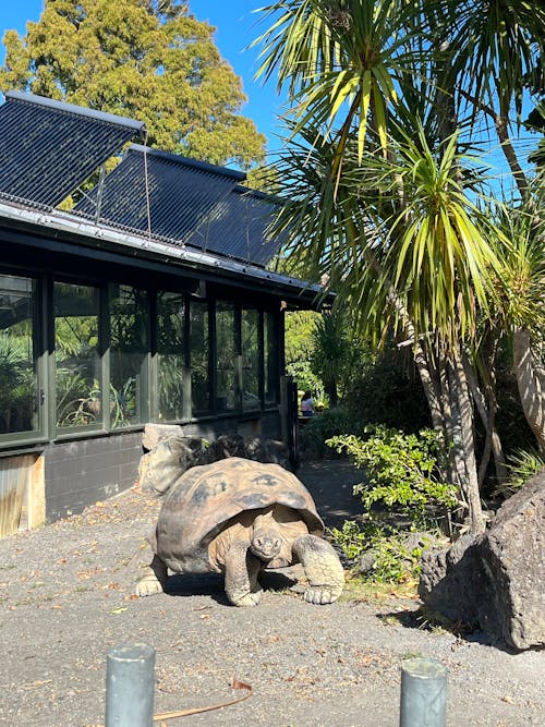 Immagine gratuita di animali, galapagos, tartaruga