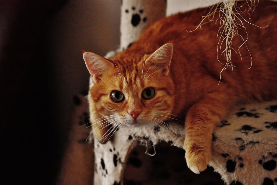 Orange Tabby Cat on Armchair