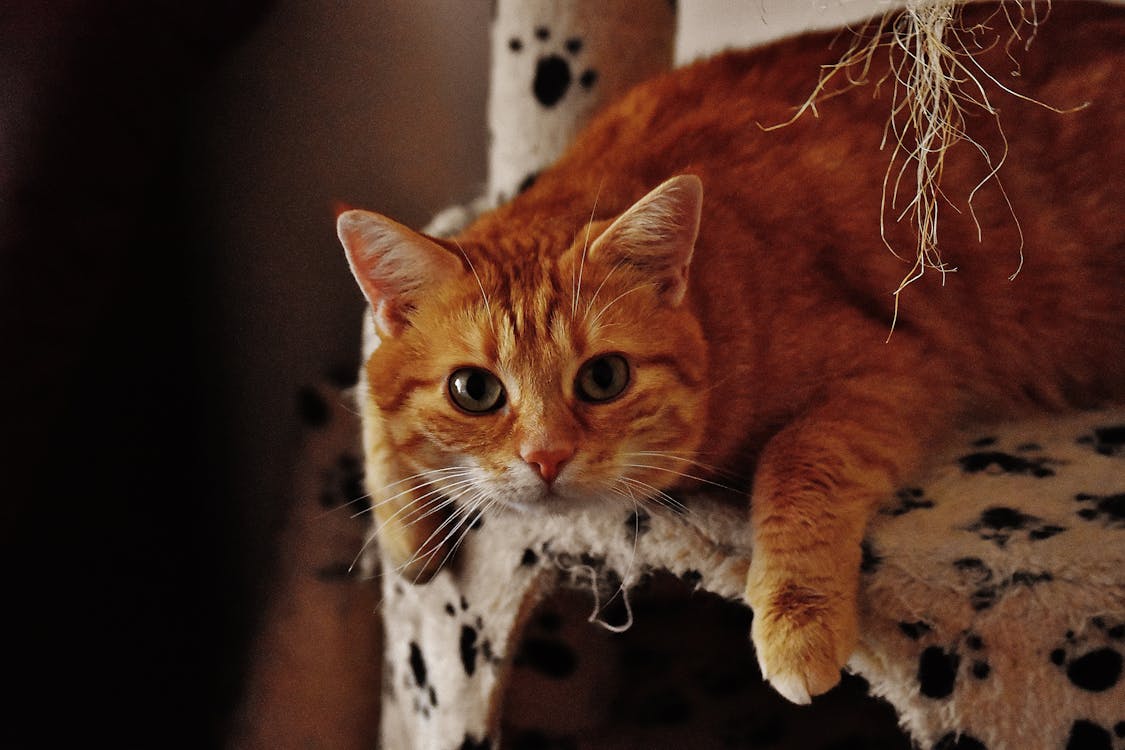 免費 扶手椅上的橙色虎斑貓 圖庫相片