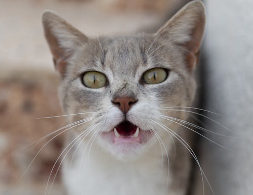 grey-and-white-cat-mouth-open