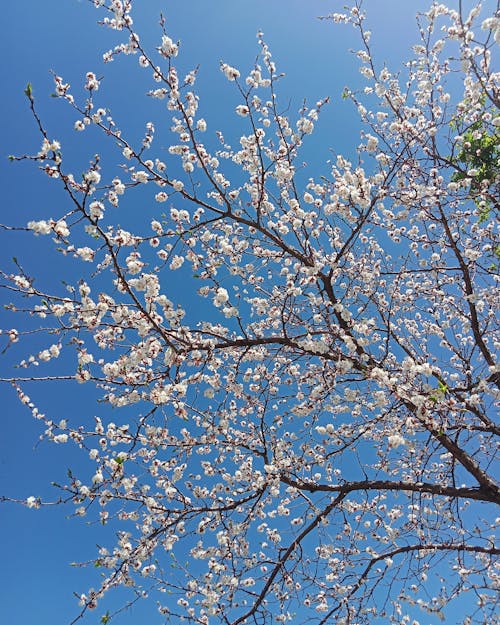 Foto profissional grátis de árvore, céu azul, floração