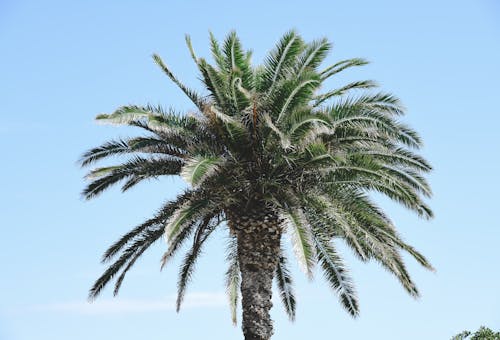 Бесплатное стоковое фото с идиллический, кокос, лето