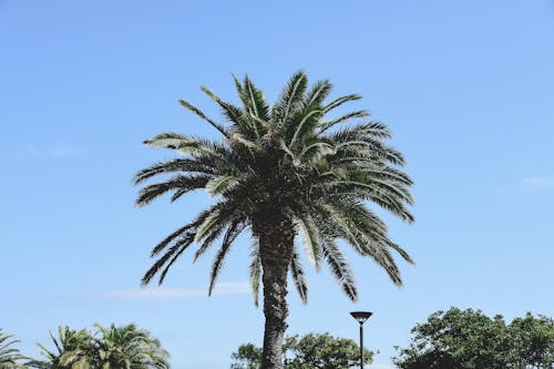 A palm tree is in front of a blue sky