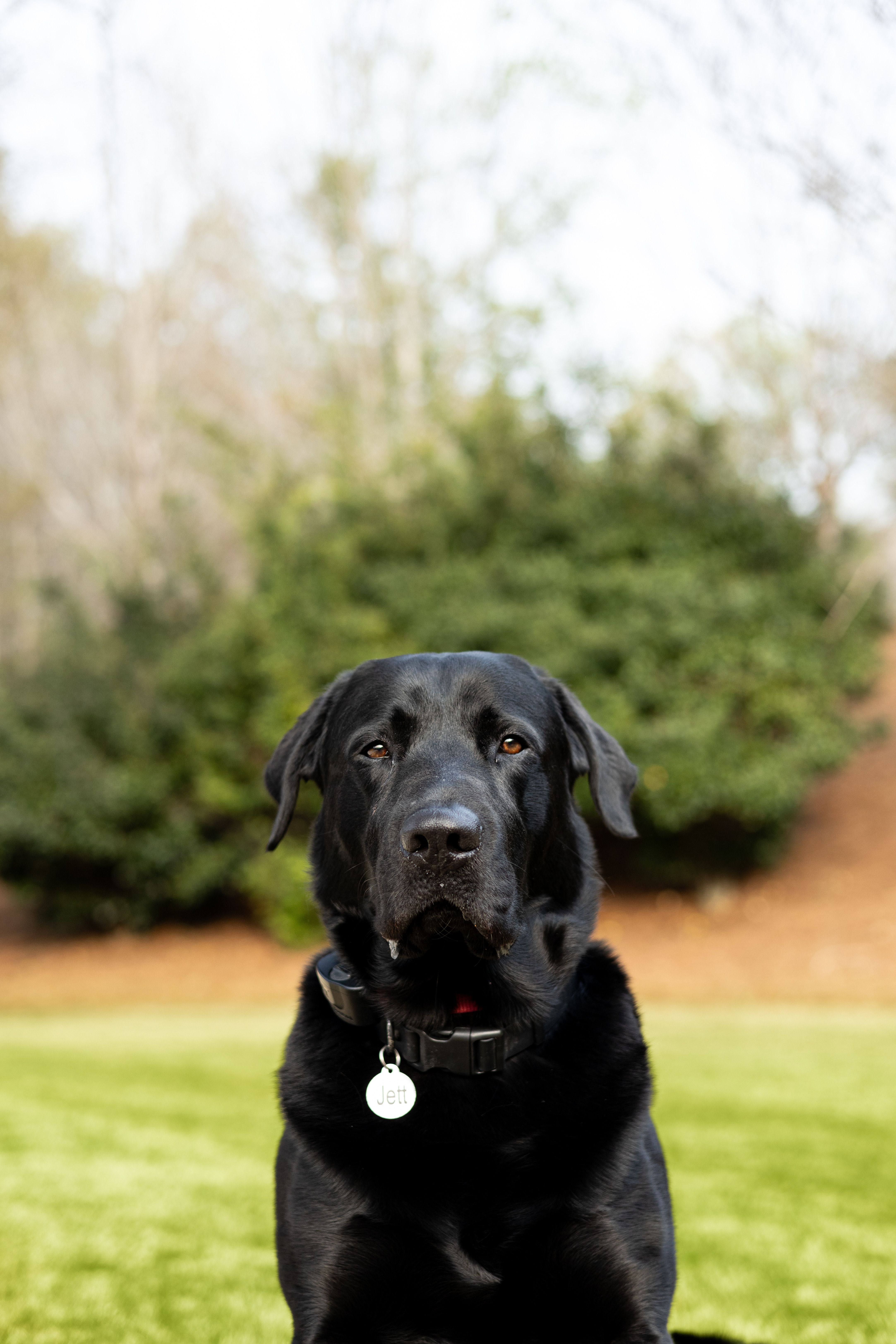 A black Labrador with a collar sits attentively in a green park setting.