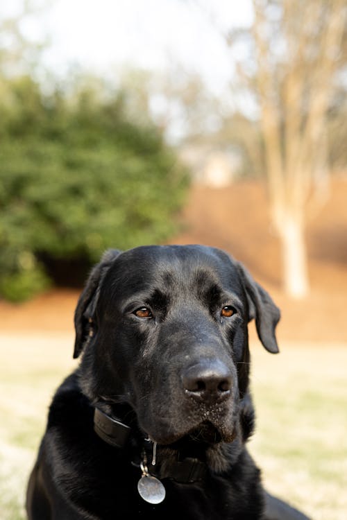 A black dog with a collar sitting in the grass
