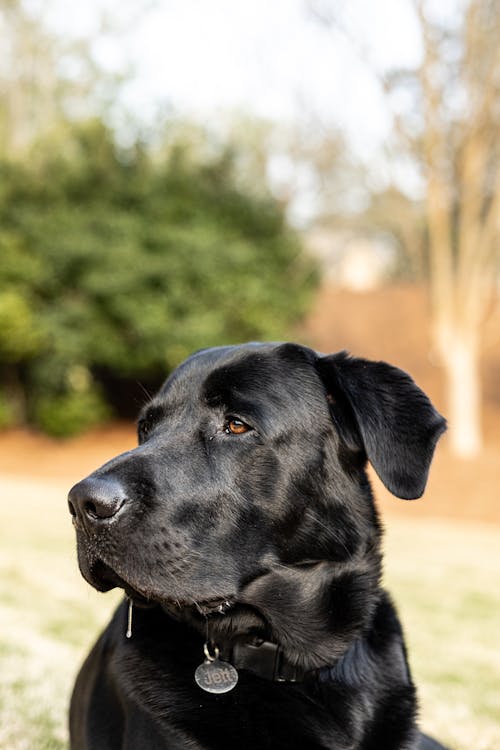 A black dog is sitting in the grass