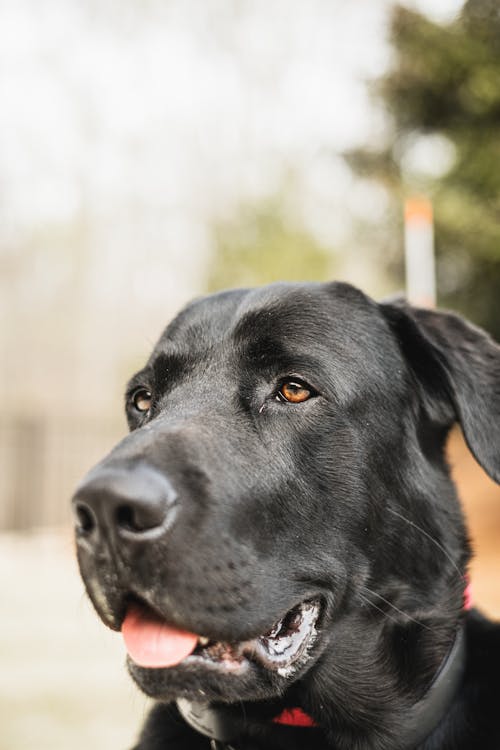 Fotos de stock gratuitas de cabeza, enfoque selectivo, fotografía de animales