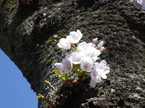 Imagine de stoc gratuită din arc, floare de cireș
