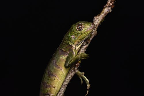 A green lizard is perched on a branch