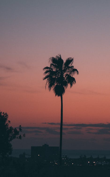 Silhouette Photo of Palm Trees During Dawn