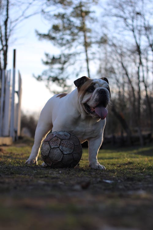 Gratis stockfoto met bal, dierenfotografie, engelse bulldog