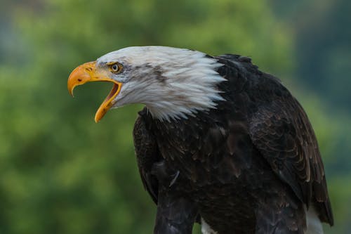 Fotografía De Cerca De águila Negra Blanca Durante El Día
