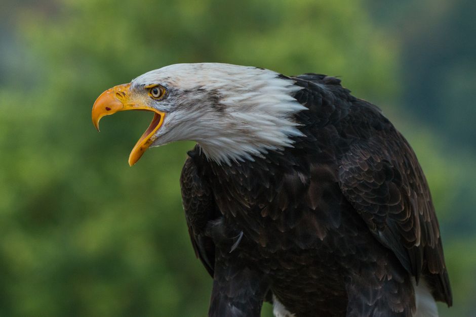 Close-up of a bald eagle calling out, showcasing its striking features and feathers.