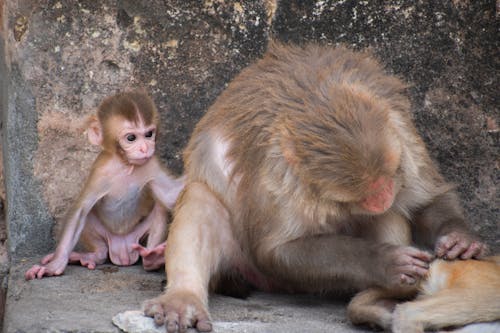 Baby Monkey wants attention from his Mom