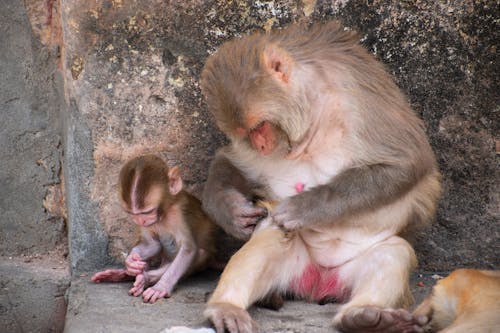 Mother and Child Monkeys Picking Lice