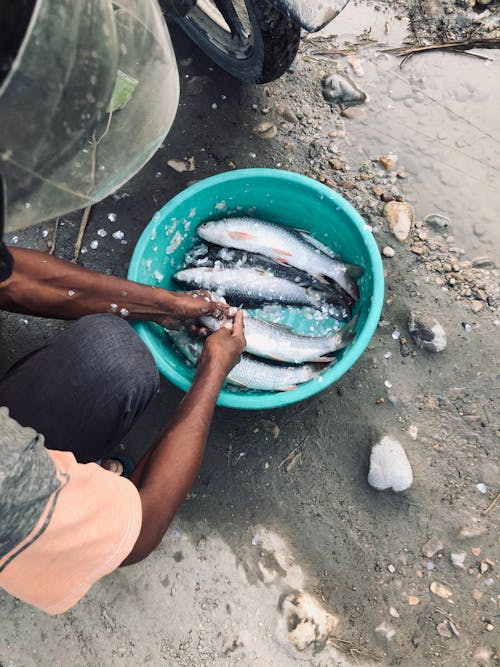 Man Throwing Ice on the Fish in the Plastic Bowl